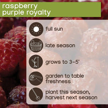 Raspberry planting label card for purple royalty variety with icons