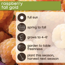 Raspberry planting label card for fall gold variety with icons