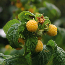 Yellow raspberry cluster on a plant with green leaves and stems