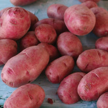 Red seed potatoes piled together on a blue surface