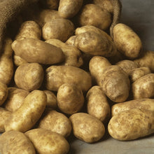 Yellow seed potatoes piled in a tray