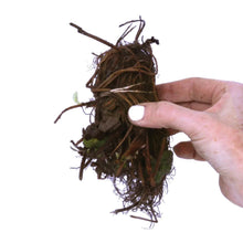 Hand holding strawberry plant roots with attached fibrous crown