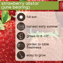 Strawberry allstar growing info panel with sun and harvest icons