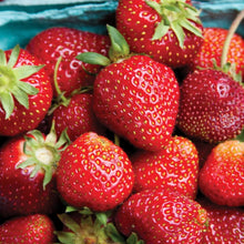 Red strawberries with green stems and bumpy seed texture