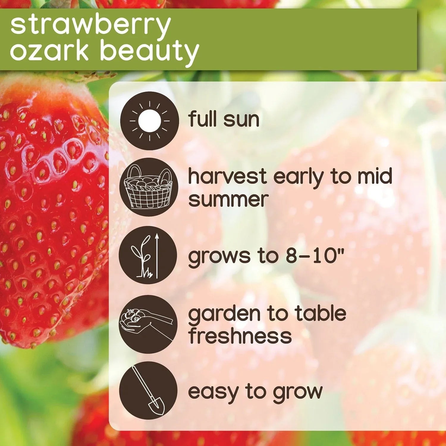 Member's Mark Strawberry Ozark Beauty, 40pk