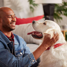 Person offering a treat to a white dog on a sofa