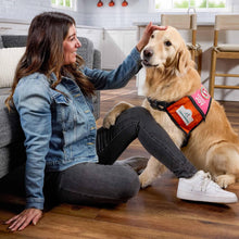 Dog treat bandana accessory with biscuit graphic