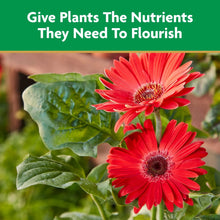 Red gerbera flowers with green leaves next to liquid plant food