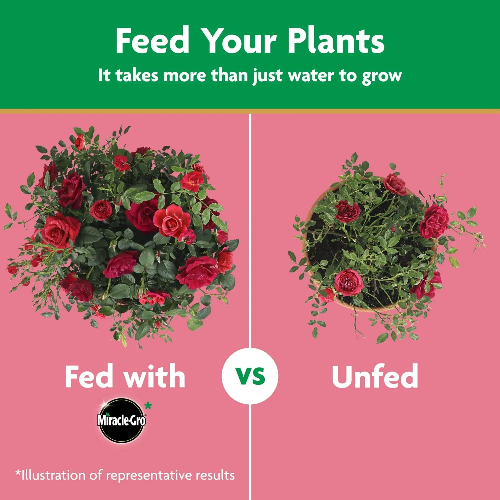 Miracle-Gro Water Soluble Rose Plant Food