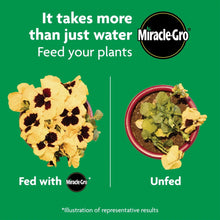 Miracle-Gro plant food result comparison with fed flowers and unfed plants
