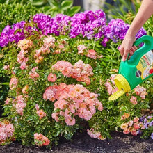 Miracle-Gro Shake 'n Feed jug pouring plant food onto blooming shrubs