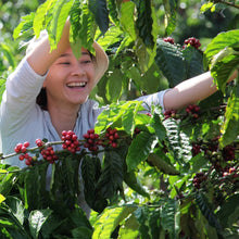 Coffee plant branches with red cherries, on a coffee farm