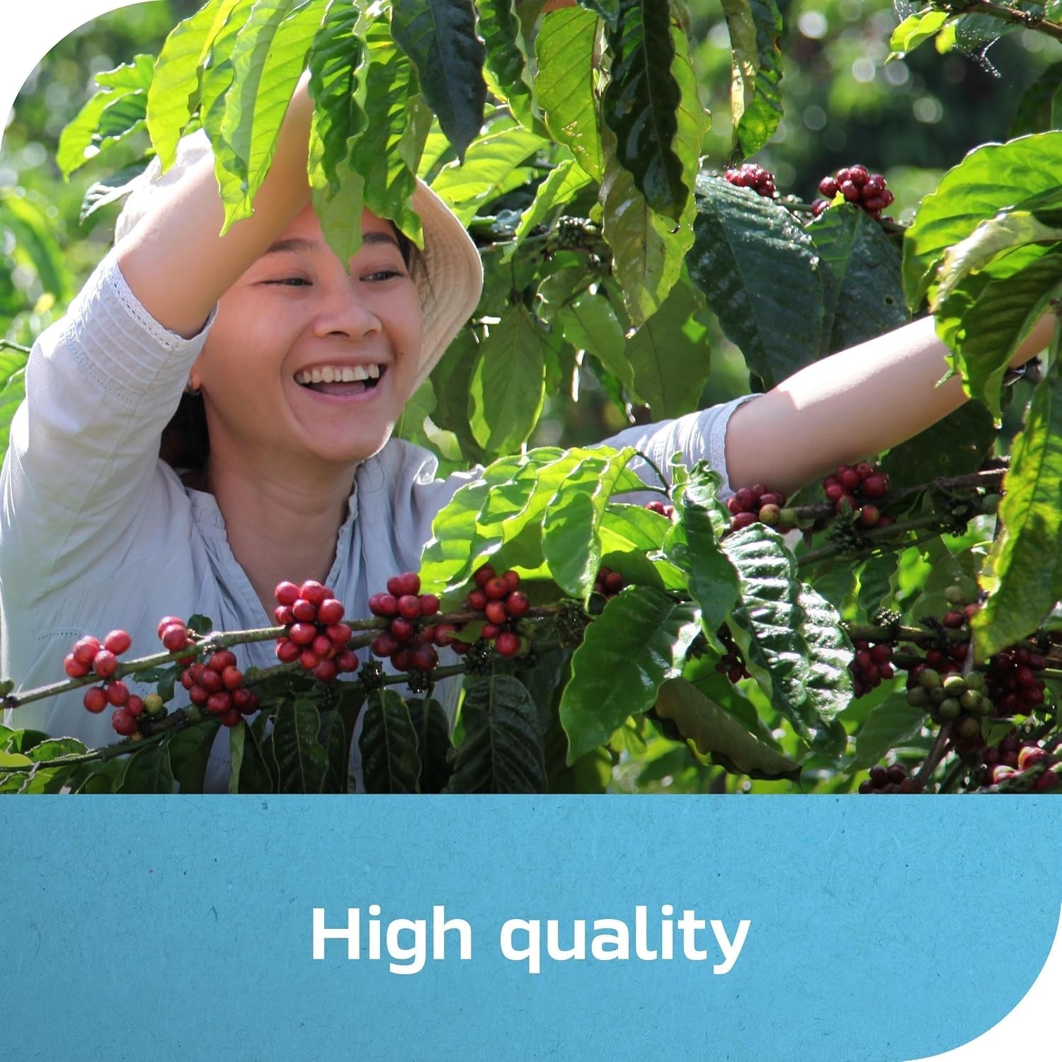 Coffee plant with cherries for high quality iced coffee