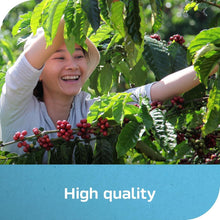 Coffee plant with cherries for high quality iced coffee
