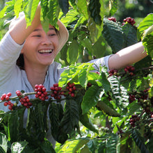 Coffee plant leaves and red berries with smiling picker in outdoor harvest