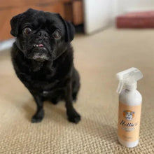 Dog with waterless dog shampoo spray bottle, clear nozzle on carpet