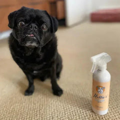 Nellie's Dog Towel and Waterless Dog 16 fl oz Shampoo Bundle