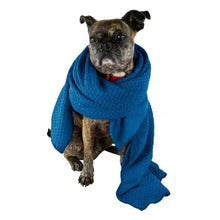 Dog wrapped in blue microfiber towel, hooded style