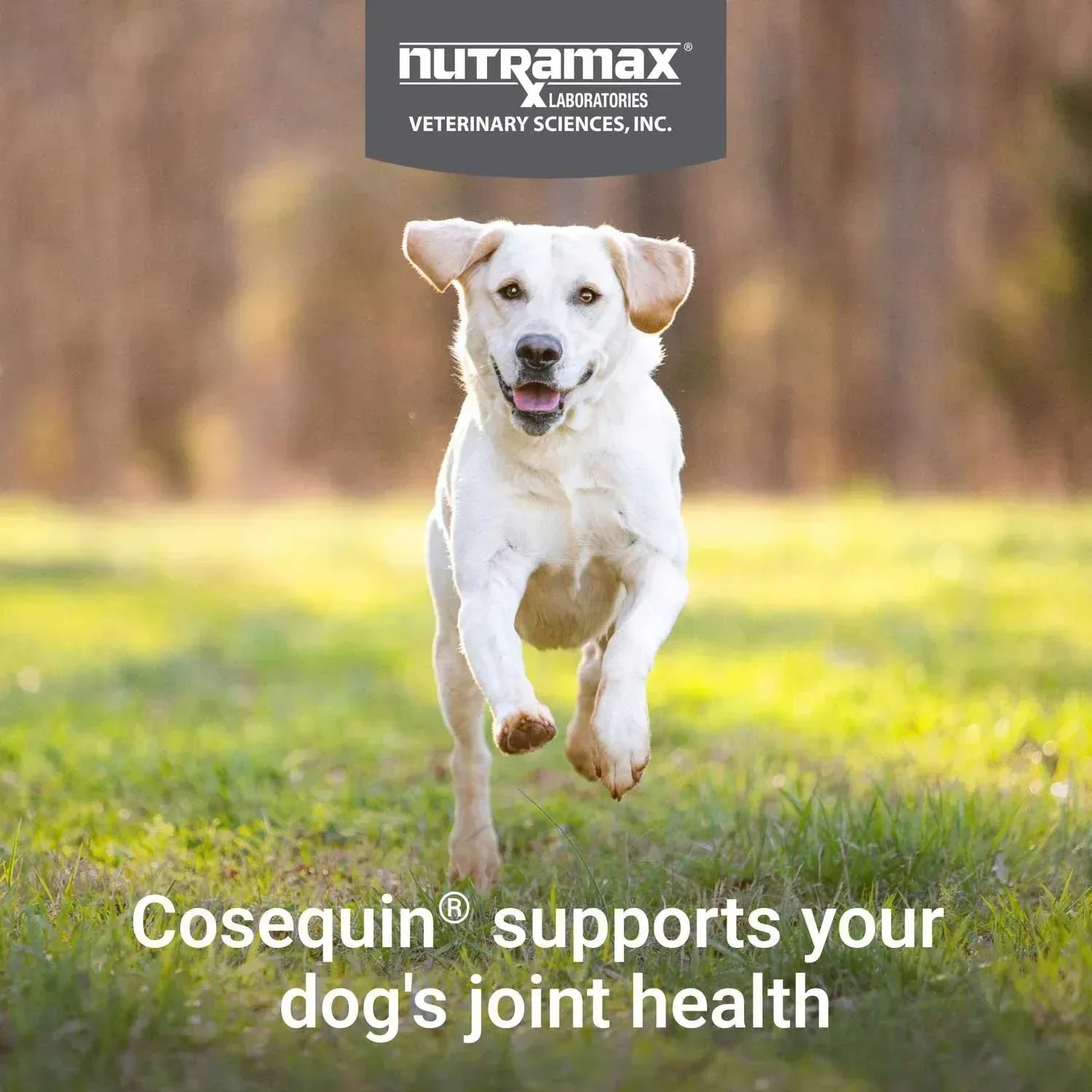 Nutramax Cosequin Joint Health Supplement for Dogs with Glucosamine, Chondroitin, MSM, Omega-3's and HA, 150 Soft Chews