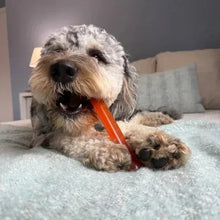 Orange bone-shaped dog chew toy in a small gray-and-white dog’s mouth
