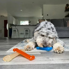 Blue treat chew disc and orange bone-shaped dog chew toys beside a lying dog
