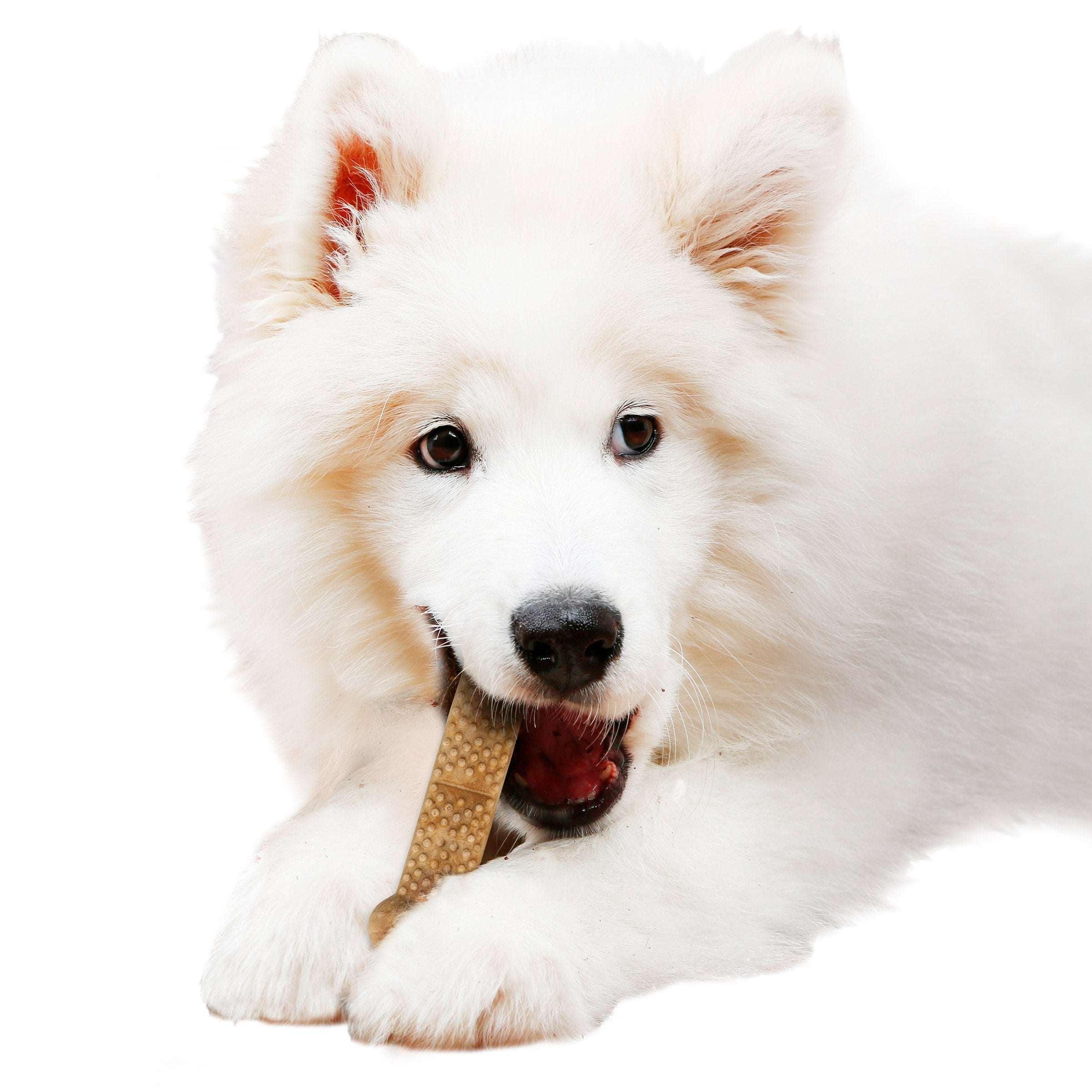 Nylabone NUBZ Dog Chews, 22-count, 2-pack - USA MEGA SHOP