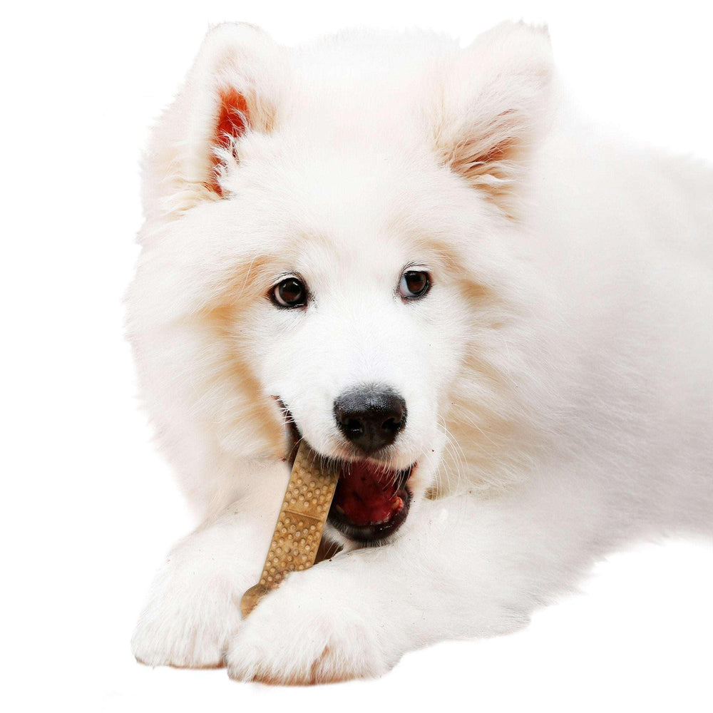 Nylabone NUBZ Dog Chews, 22-count, 2-pack - USA MEGA SHOP