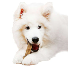 Beige textured dog chew bone in white dog's mouth, chicken flavored