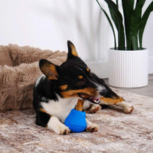 Dog chewing a blue Nylabone NUBZ drum stick chew toy on a floor