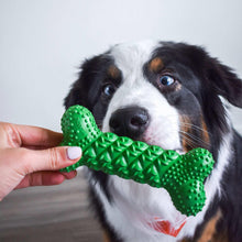 Dog holding a green Nylabone NUBZ bone chew toy
