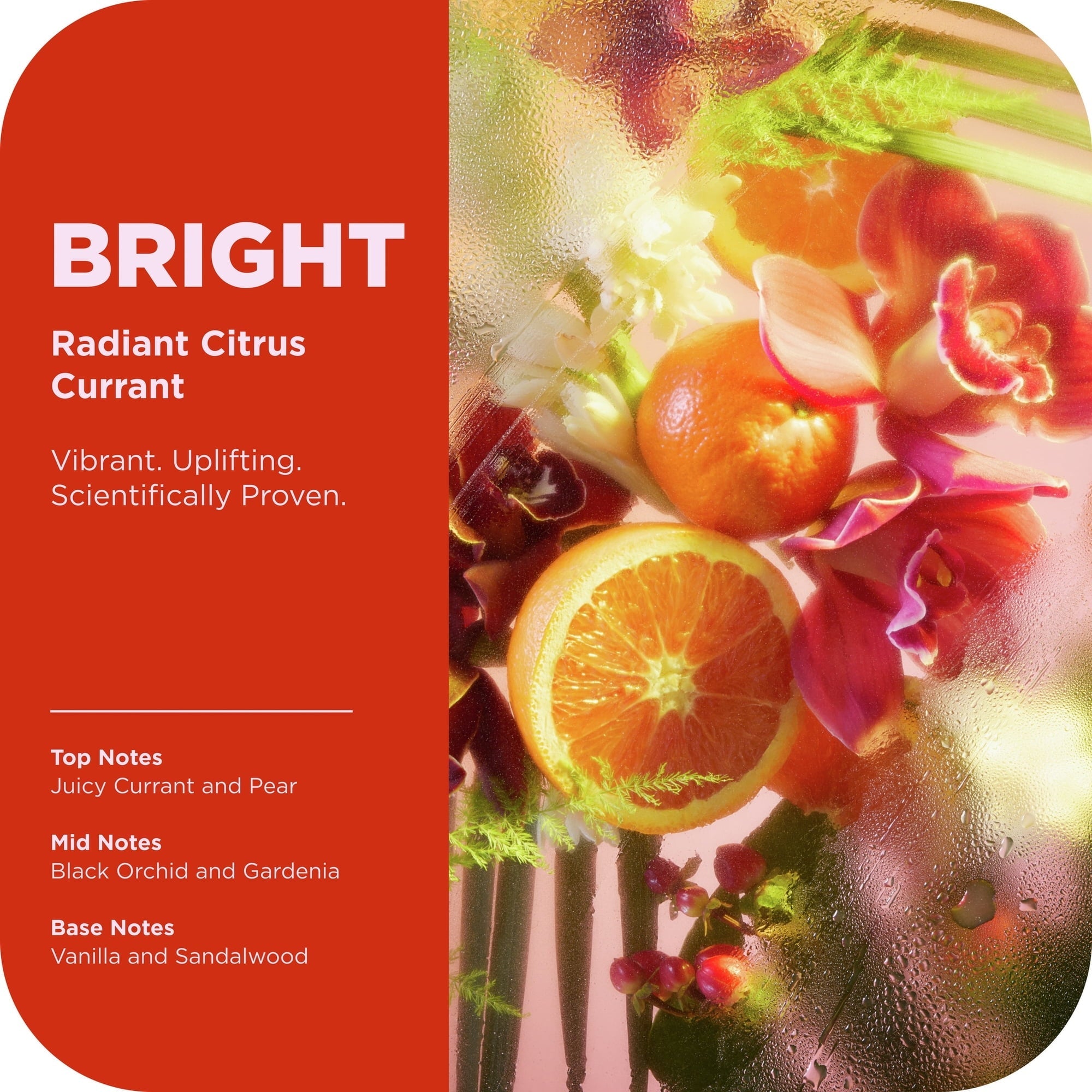 OLLY Bright Body Scrub Exfoliates & Repairs Skin Barrier Citrus Currant, 6 oz