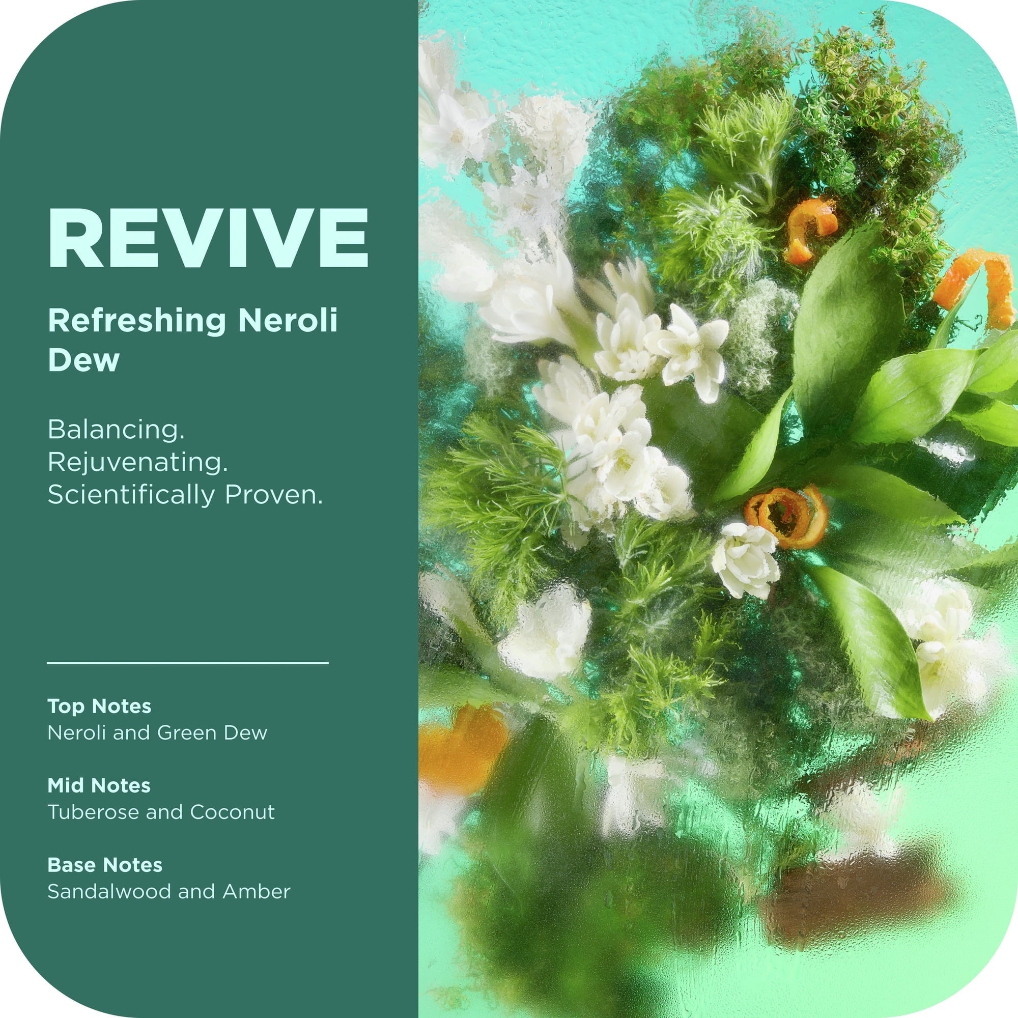 OLLY Revive Body Scrub Exfoliates & Repairs Skin Barrier Neroli Dew, 6 oz