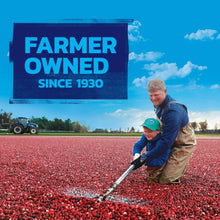 Cranberry field with rows of small red berries and harvest workers in a farm scene