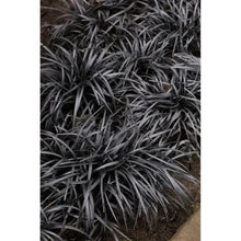 Ophiopogon plant clump with dense, spiky dark leaves