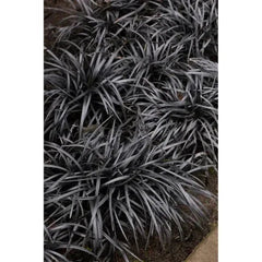 Ophiopogon 'Black Mondo' Plant, 3-pack