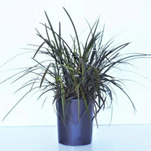 Ophiopogon plant in dark pot, upright spiky foliage centered