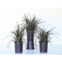 Ophiopogon plant in dark round pot, three clumps with spiky dark leaves
