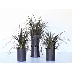 Ophiopogon 'Black Mondo' Plant, 3-pack