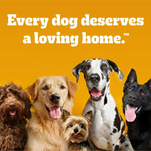 Group of dogs with text every dog deserves a loving home.