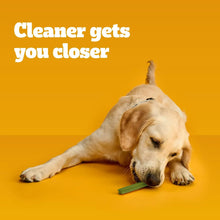 Large golden retriever chewing green dental chew stick