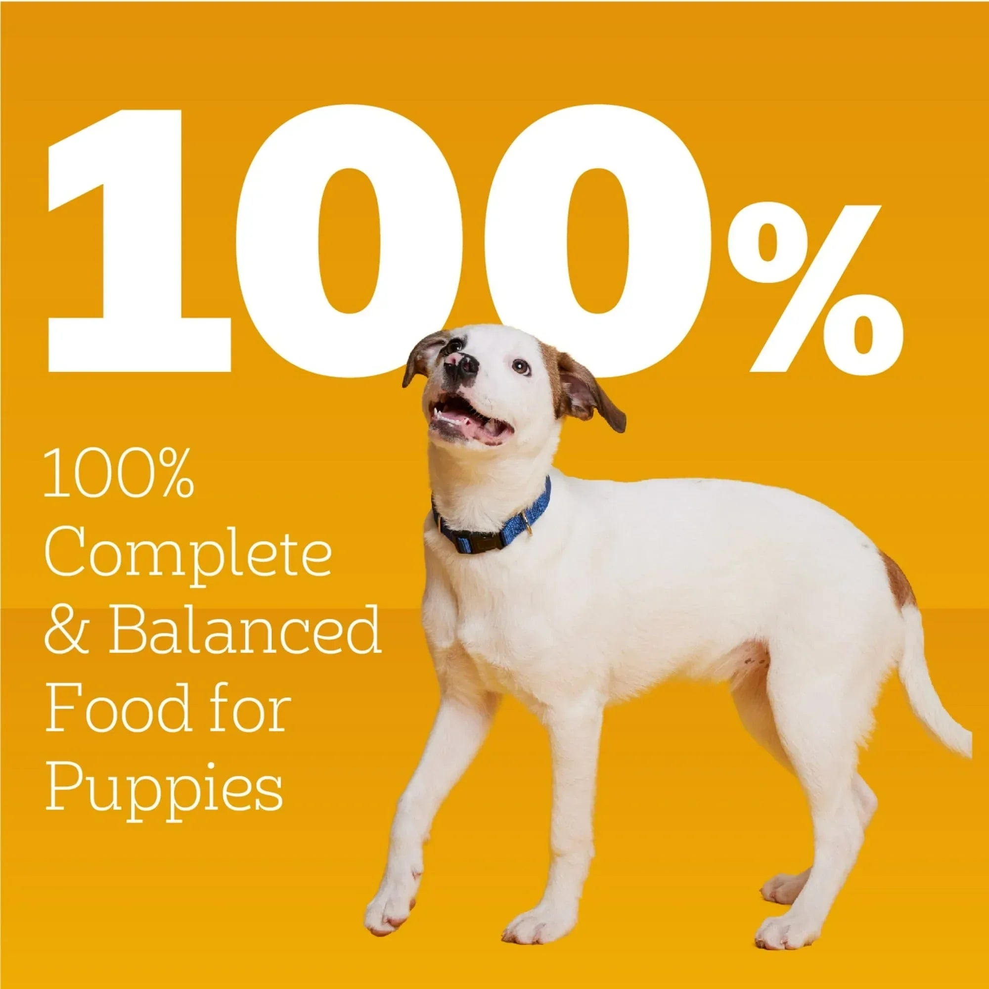 Pedigree Puppy Morsels Variety Pack Puppy Food, (8) 3.5 oz Pouch