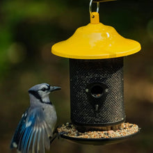 Wild bird near a yellow-topped seed feeder with mesh body and seed tray