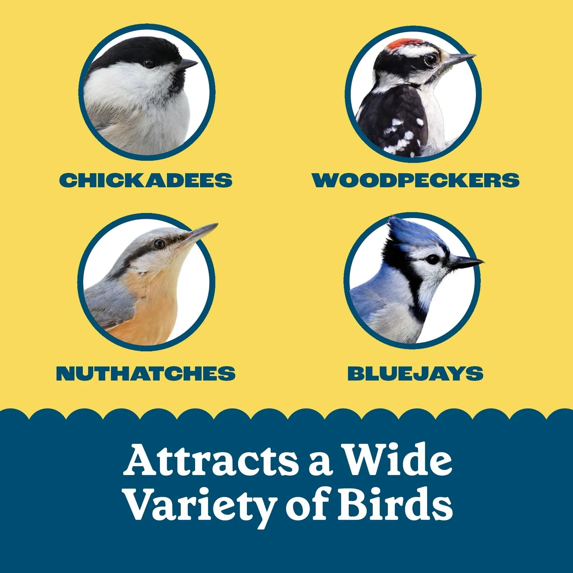 Pennington Feeding Frenzy High Energy Suet, for Year-Round Wild Bird Feeding, 11.75 oz. Cake, 8 Count Value Pack, Fresh