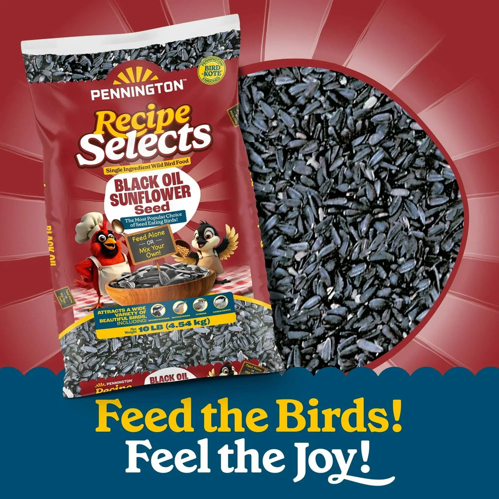 Pennington Recipe Selects Black Oil Sunflower Seed Dry Wild Bird Feed, Bird Food, 1 Pack - USA MEGA SHOP