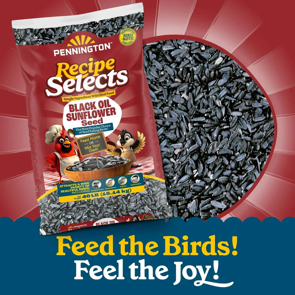 Pennington Recipe Selects Black Oil Sunflower Seed Dry Wild Bird Feed, Bird Food, 1 Pack - USA MEGA SHOP