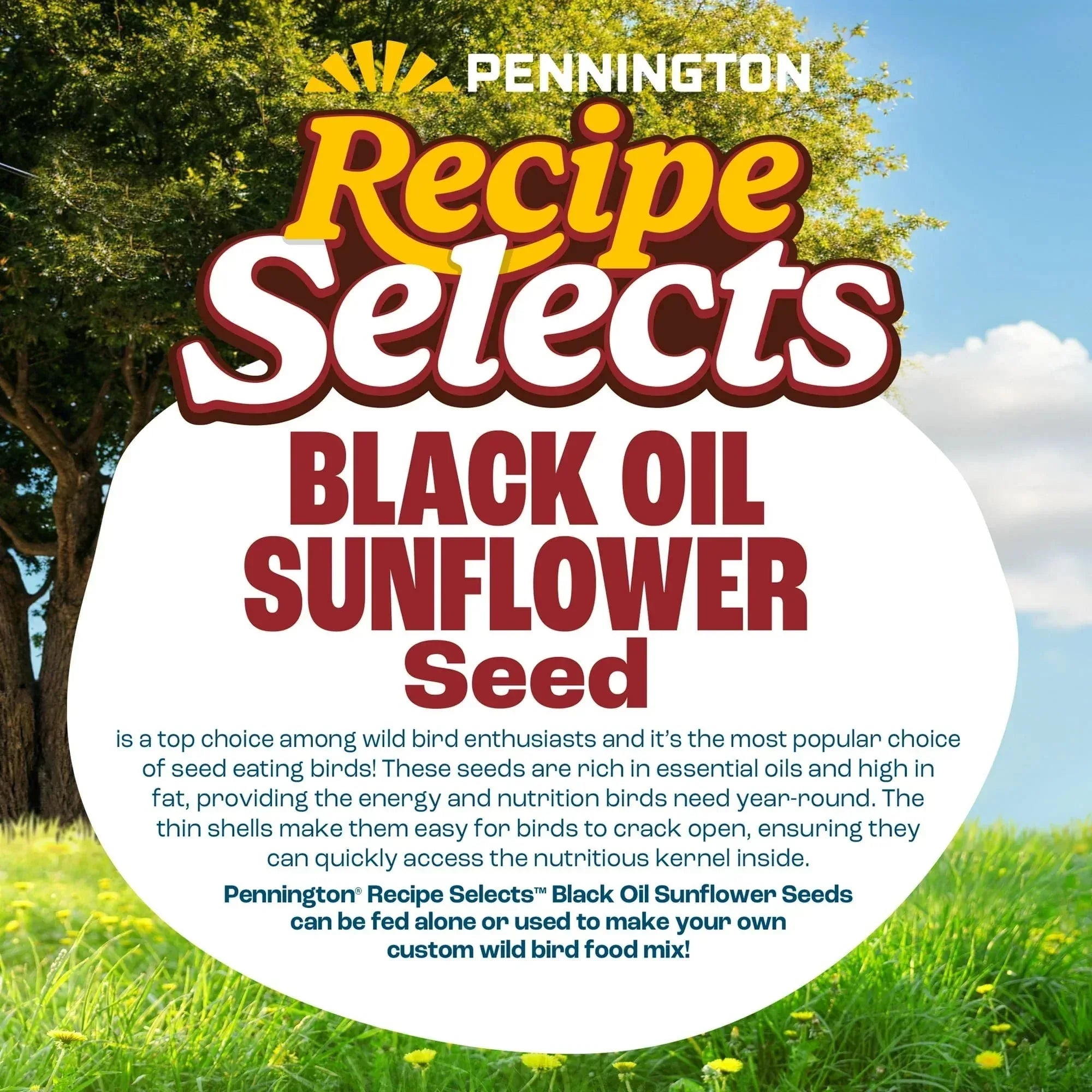 Pennington Recipe Selects Black Oil Sunflower Seed Dry Wild Bird Feed, Bird Food, 1 Pack - USA MEGA SHOP