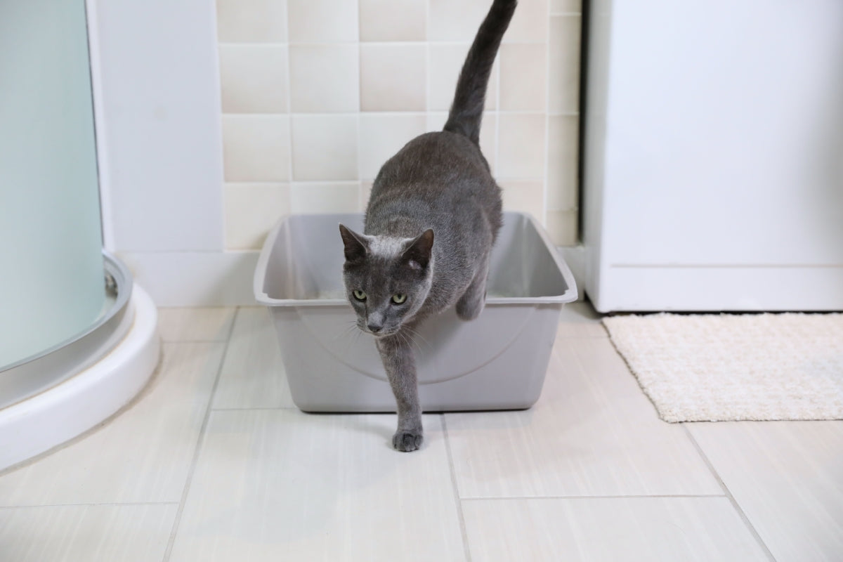 Petmate Basic Open Top Cat Litter Pan Plastic Cat Litter Box, Jumbo, Grey