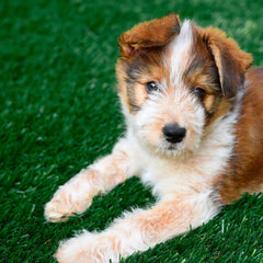 PreGra 48 oz Artificial Pet Turf - USA MEGA SHOP