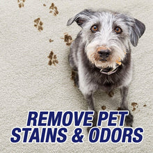 Pet stain remover ad with small dog sitting on carpet with visible dirt marks