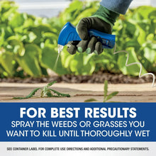 Hand spraying weeds with weed and grass killer using a blue trigger sprayer